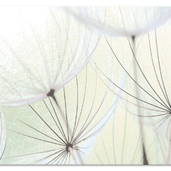 Artland Küchenrückwand "Pusteblumen-Samen aufgehellt", (1 tlg.), Alu Spritzschutz mit Klebeband, einfache Montage